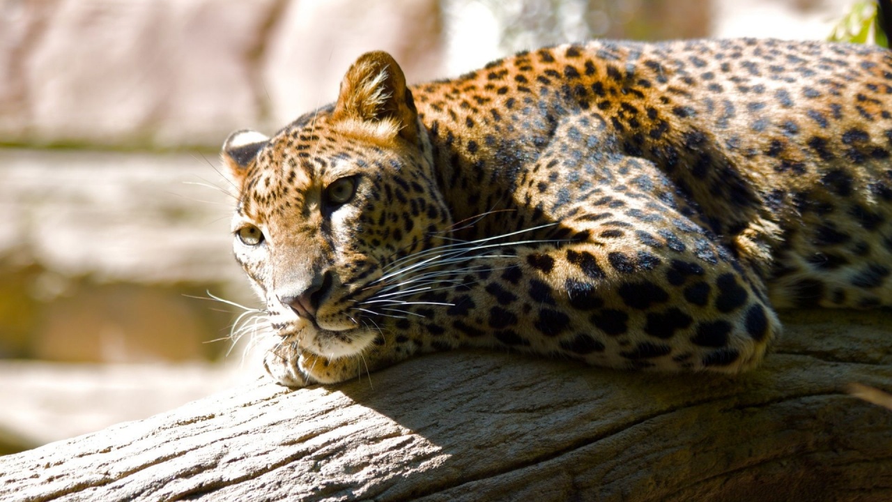 Leopard Predator Spotted Proud