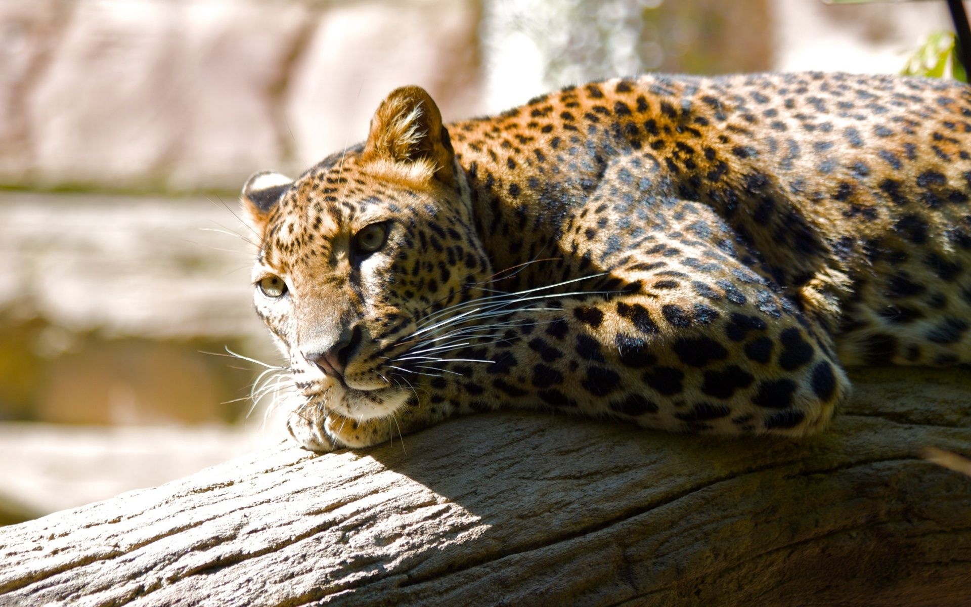 Leopard Predator Spotted Proud