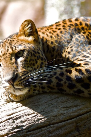 Leopard Predator Spotted Proud