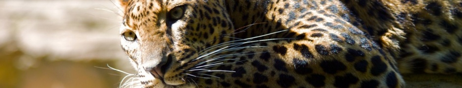 Leopard Predator Spotted Proud