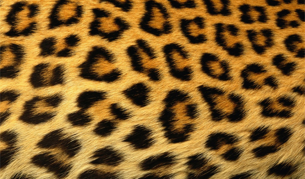 Leopard Skin Texture