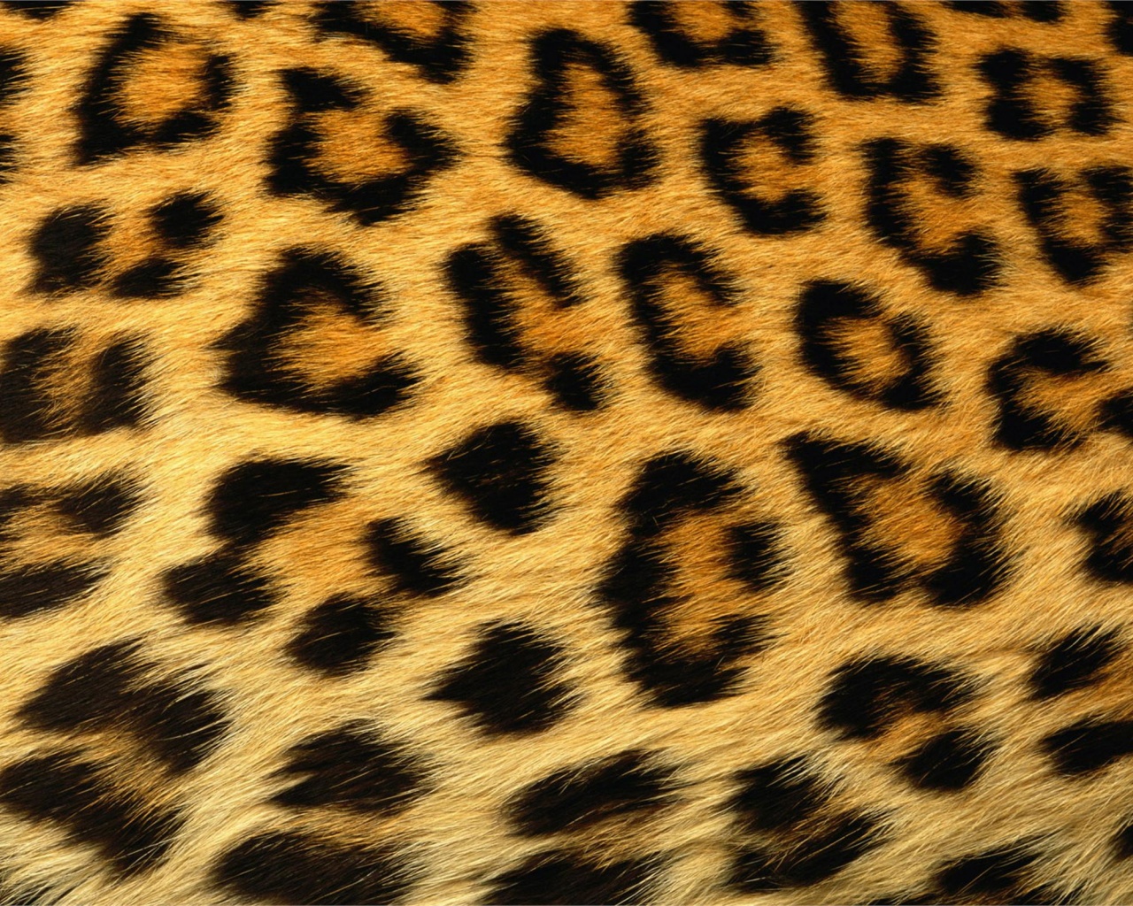 Leopard Skin Texture