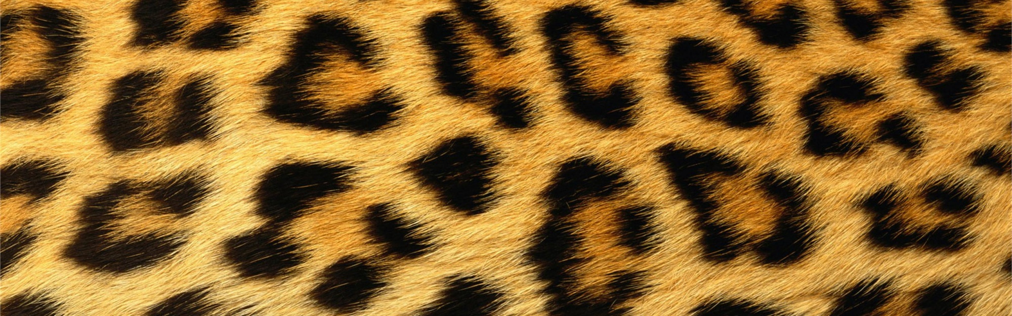 Leopard Skin Texture