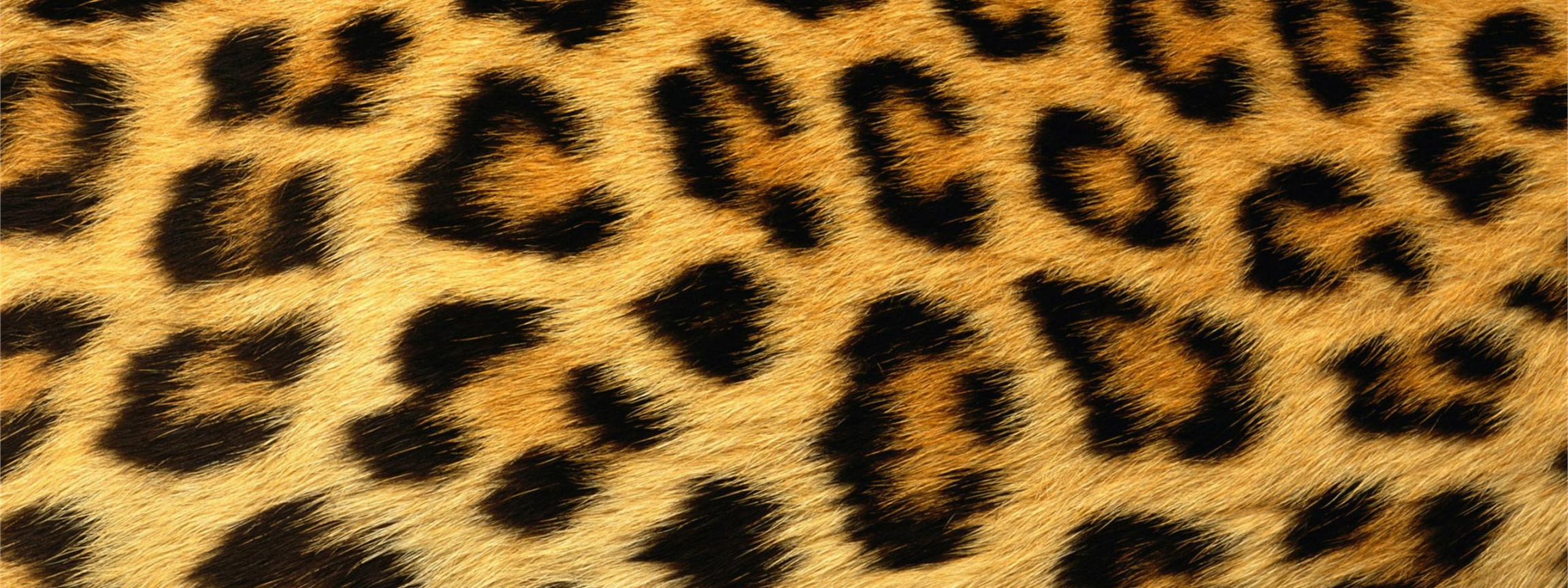 Leopard Skin Texture