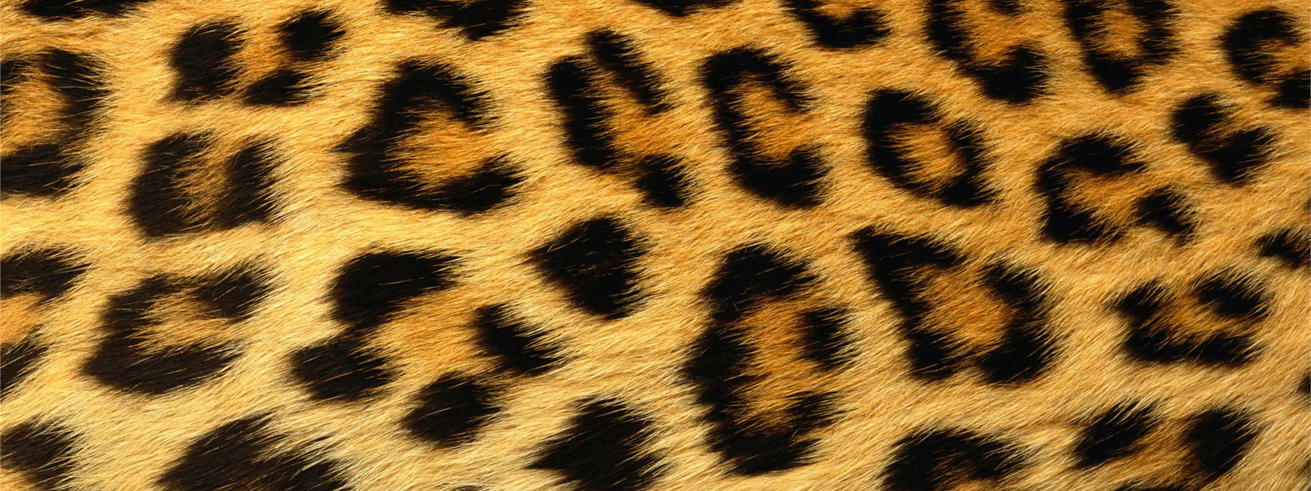 Leopard Skin Texture