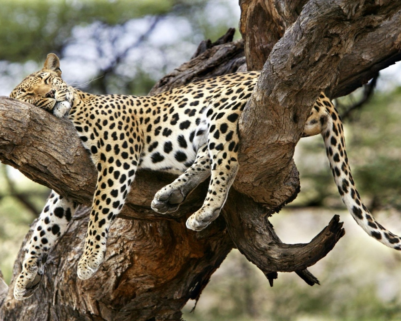 Leopard Sleeping