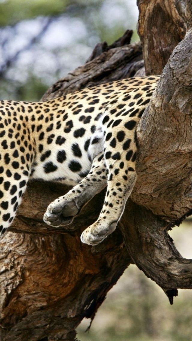 Leopard Sleeping