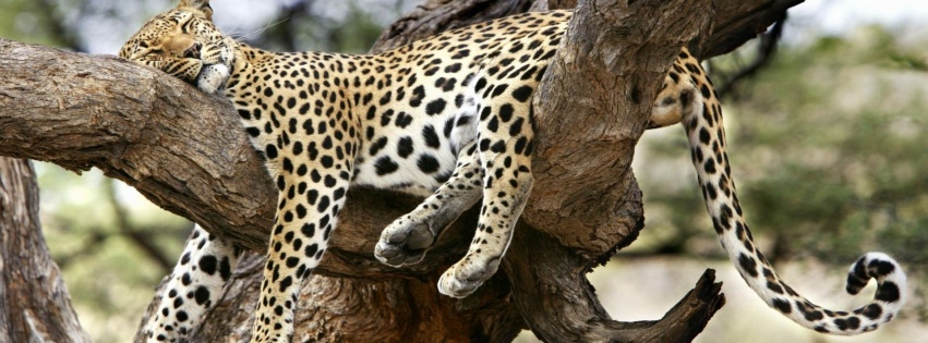 Leopard Sleeping