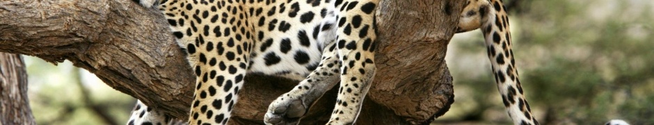 Leopard Sleeping