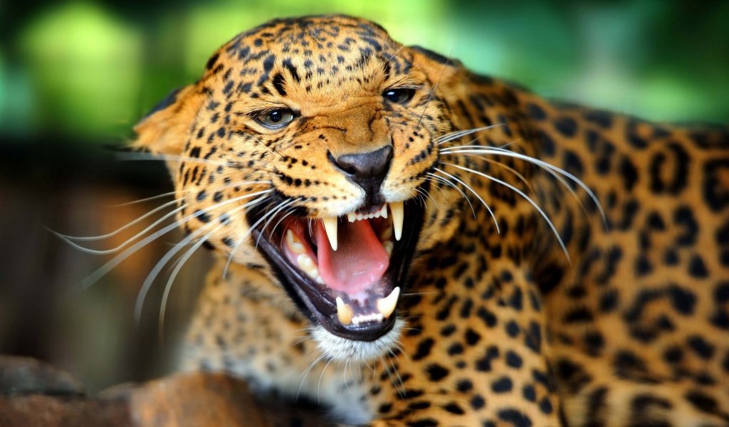 Leopard Wild Cat Growl