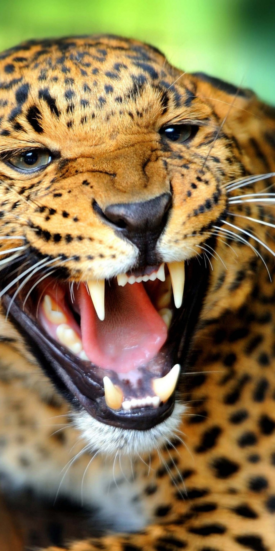 Leopard Wild Cat Growl