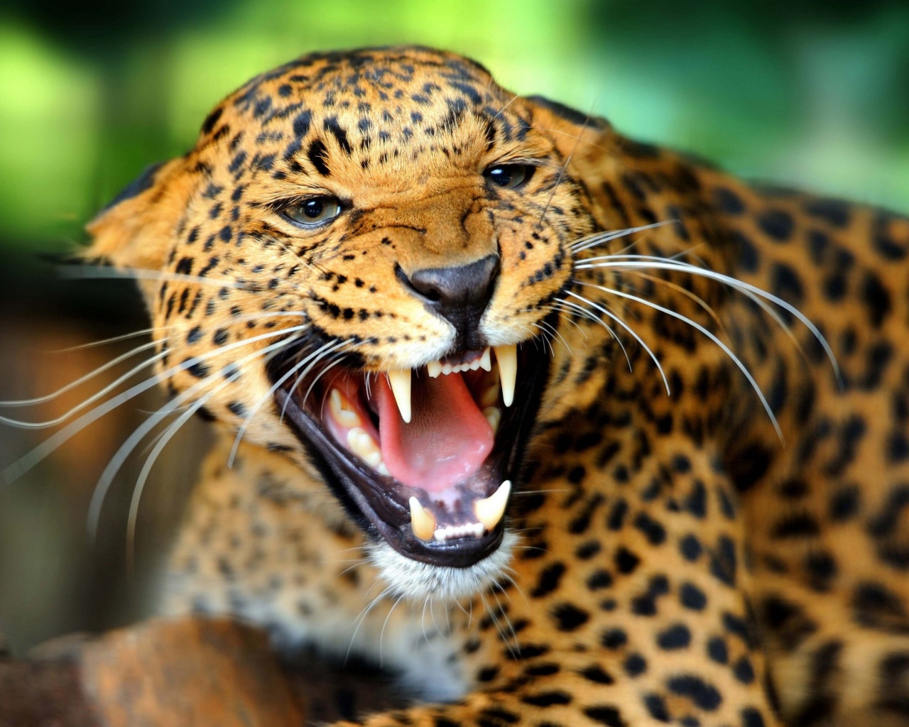 Leopard Wild Cat Growl