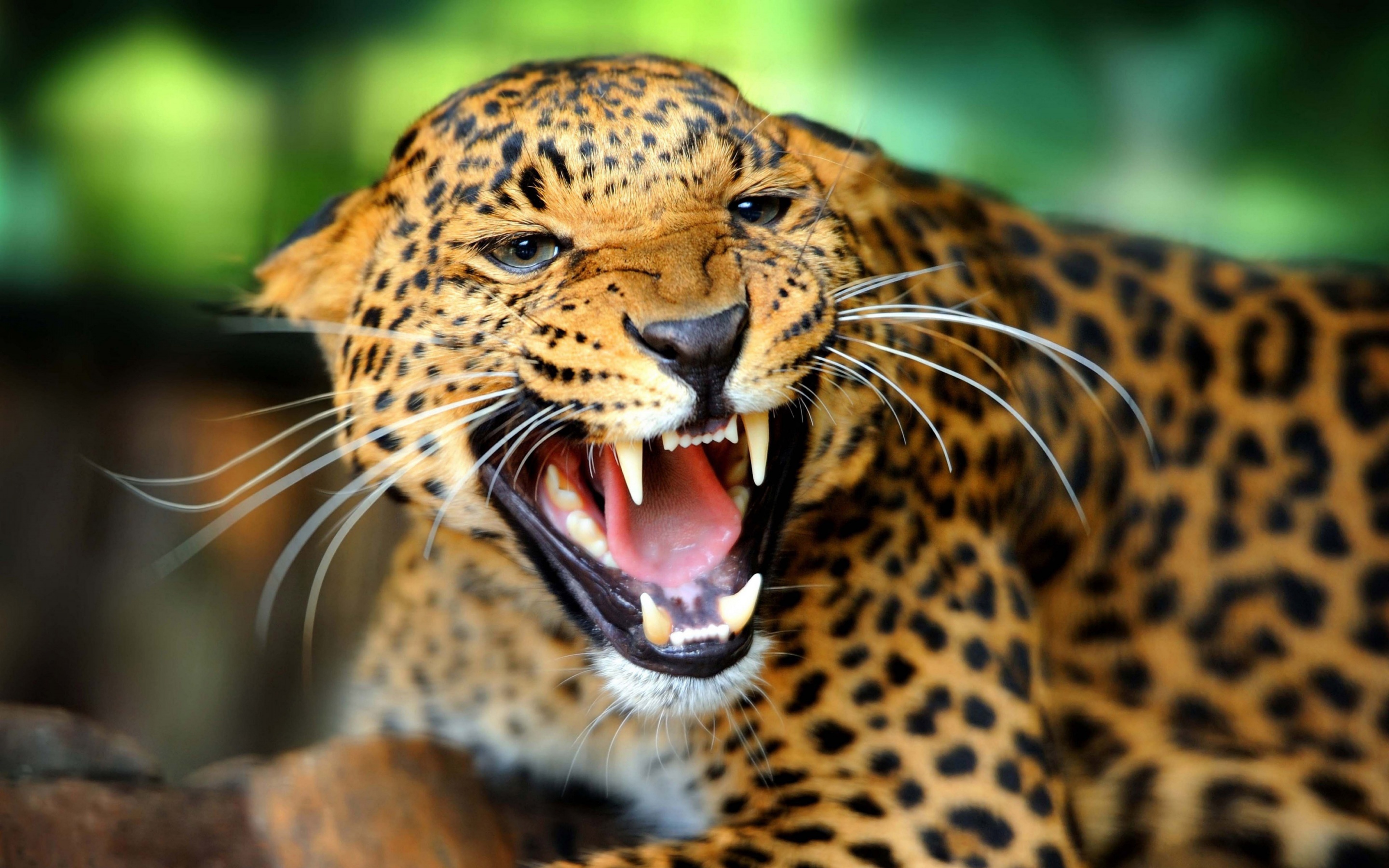 Leopard Wild Cat Growl