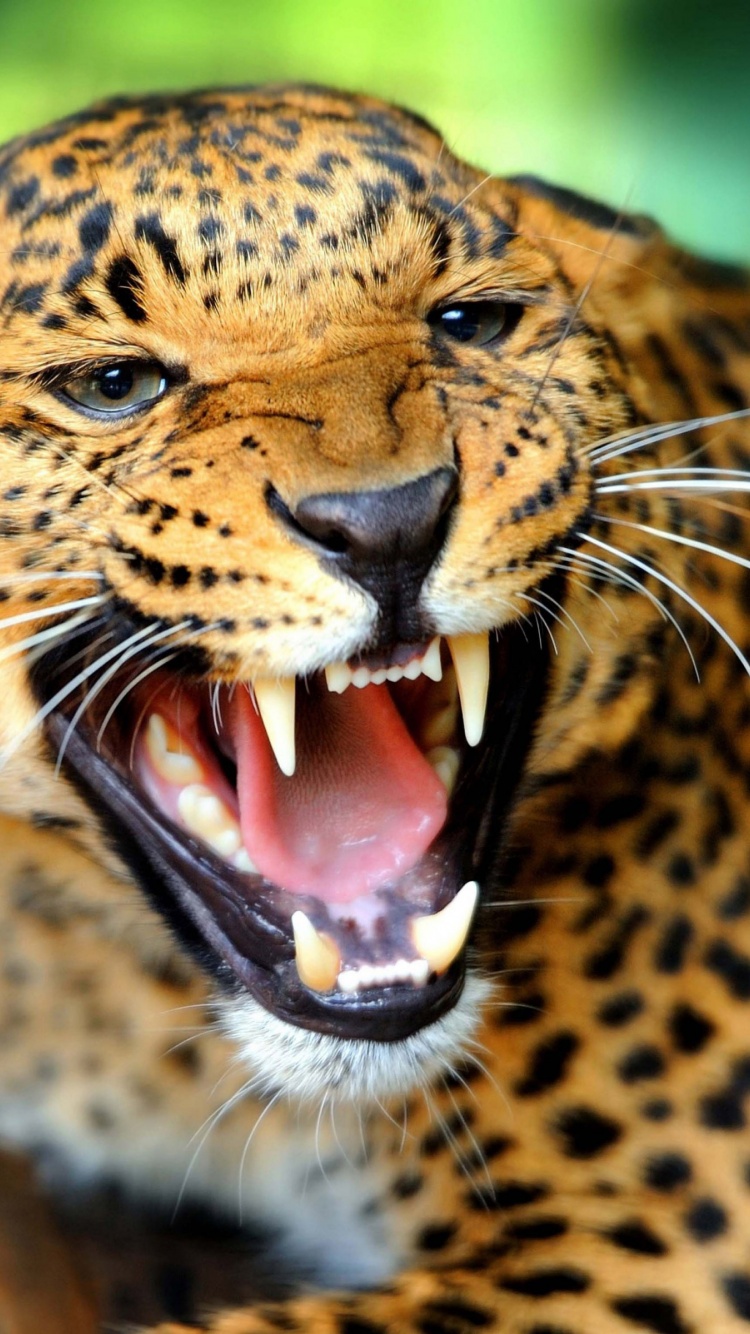 Leopard Wild Cat Growl