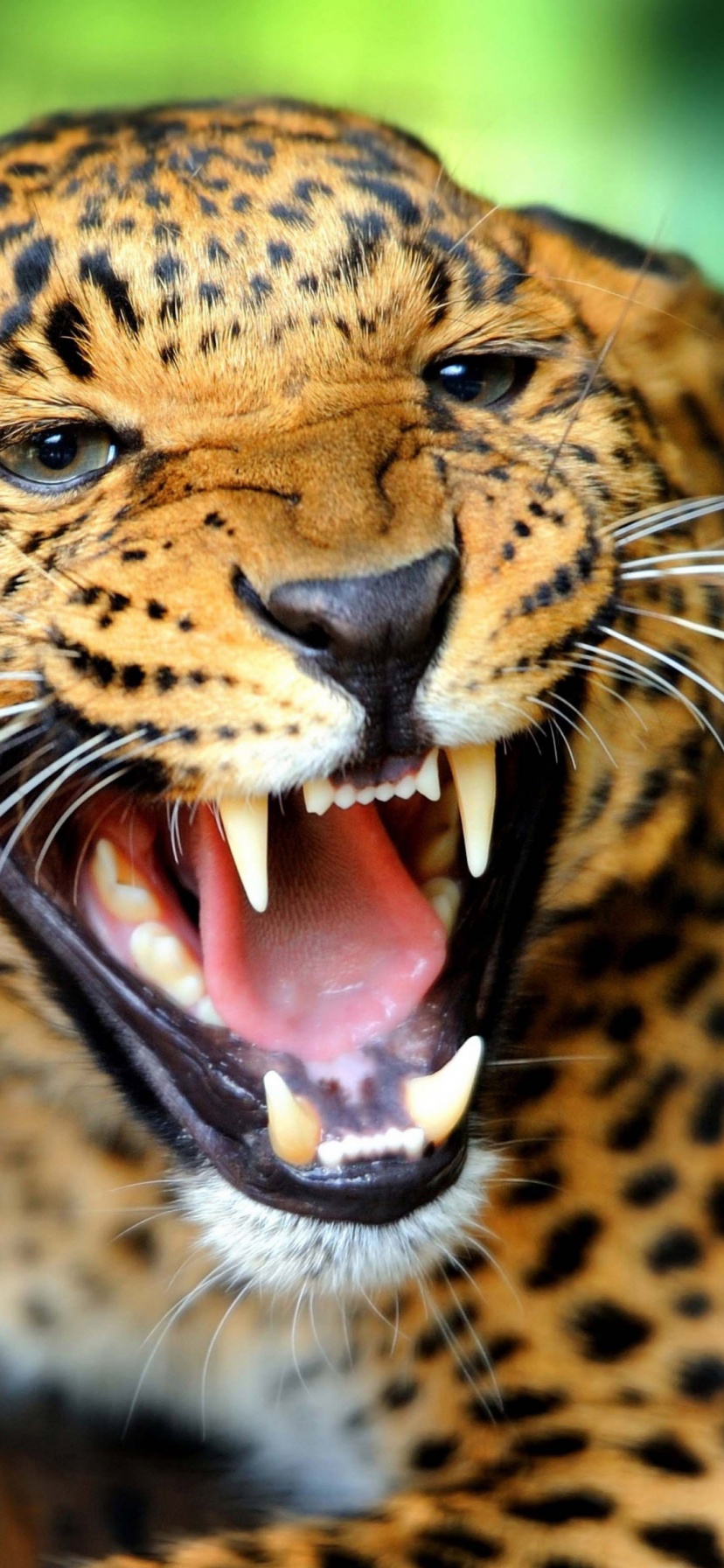 Leopard Wild Cat Growl