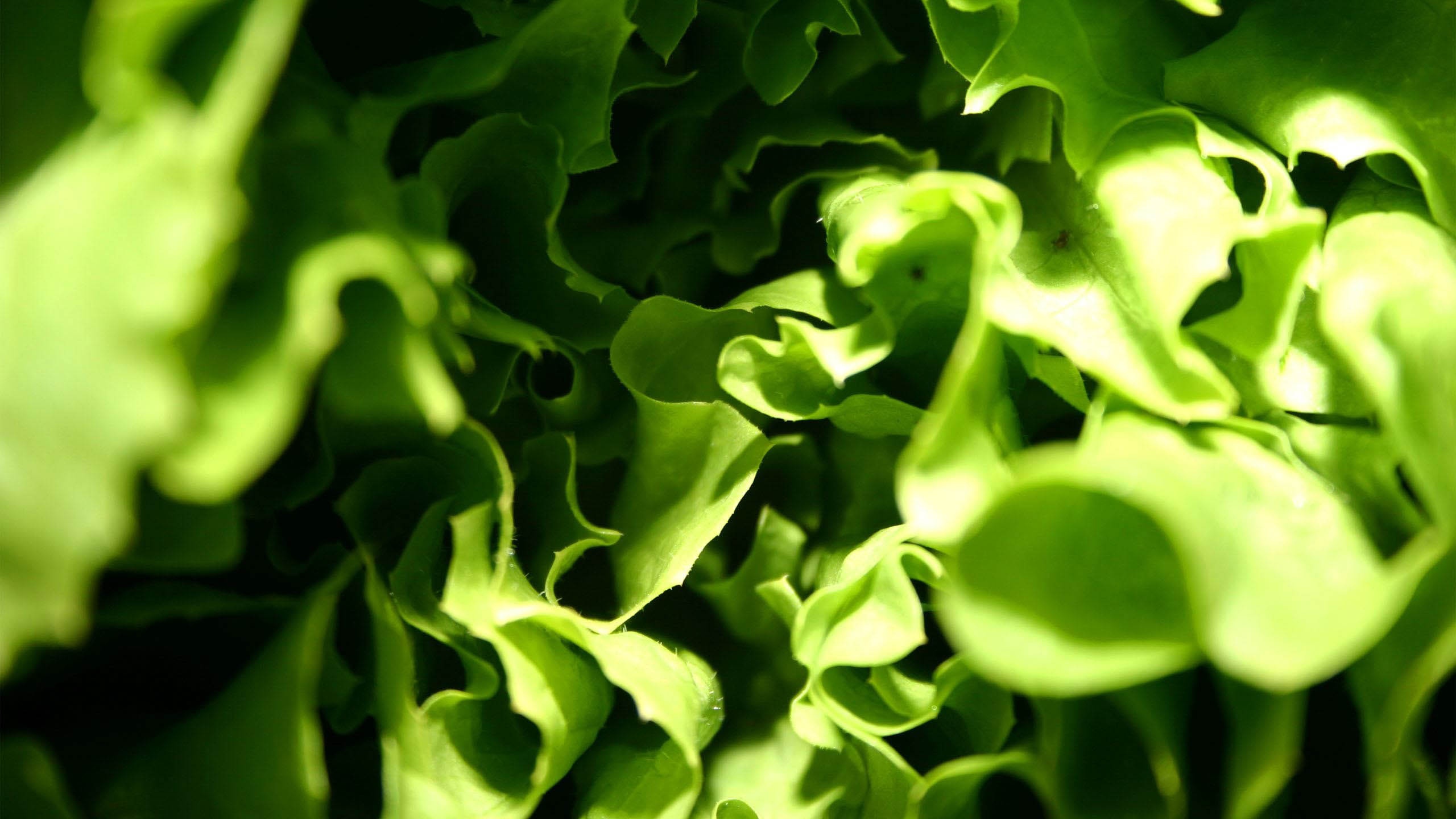 Lettuce Macro