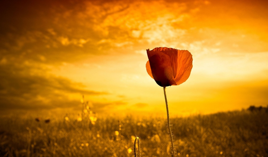 Life Nature Flower Earth