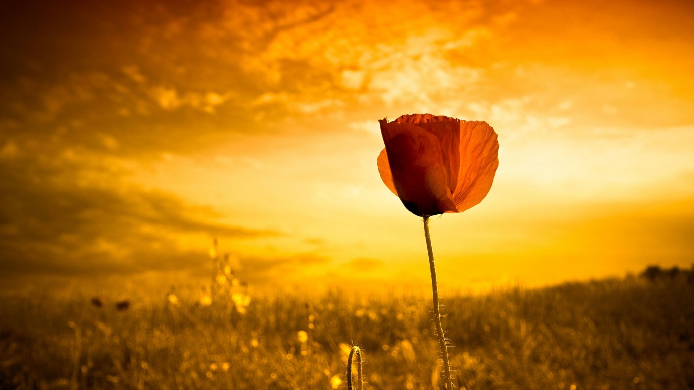 Life Nature Flower Earth