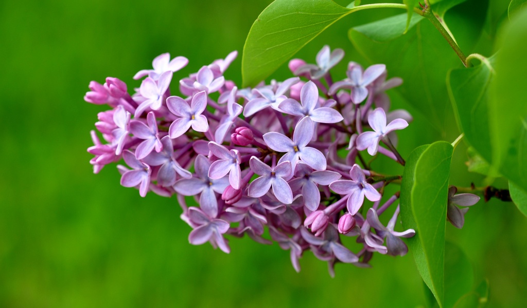 Lilac Flower