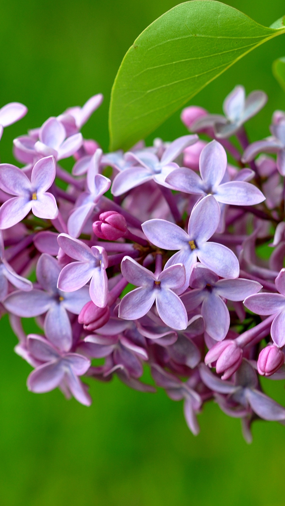 Lilac Flower