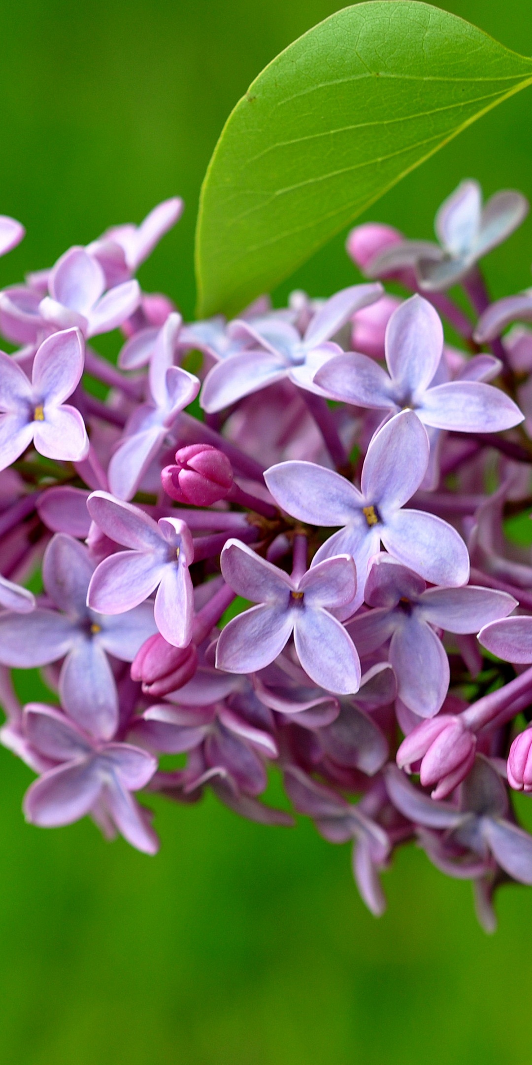 Lilac Flower