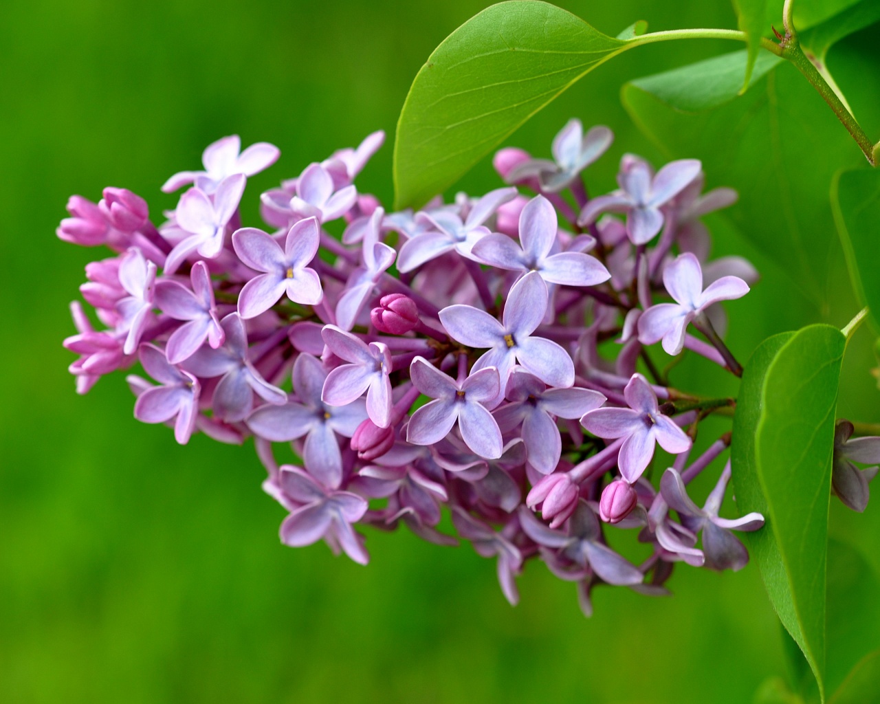 Lilac Flower