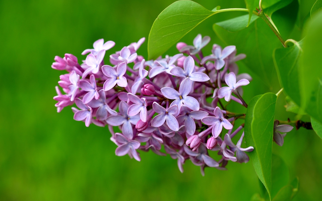 Lilac Flower