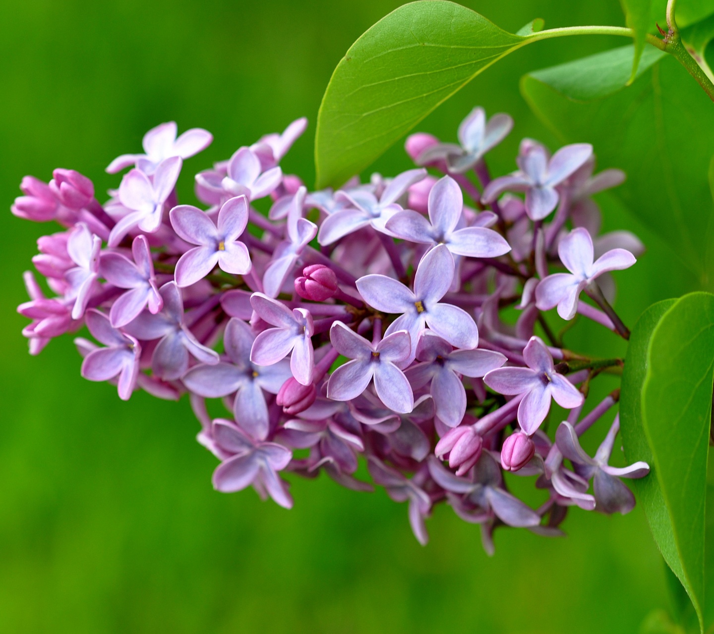 Lilac Flower