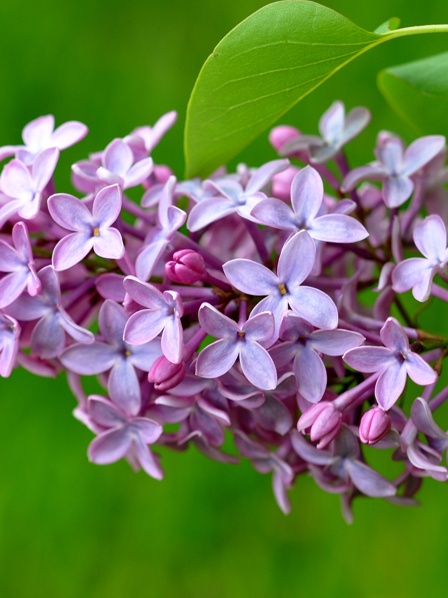 Lilac Flower