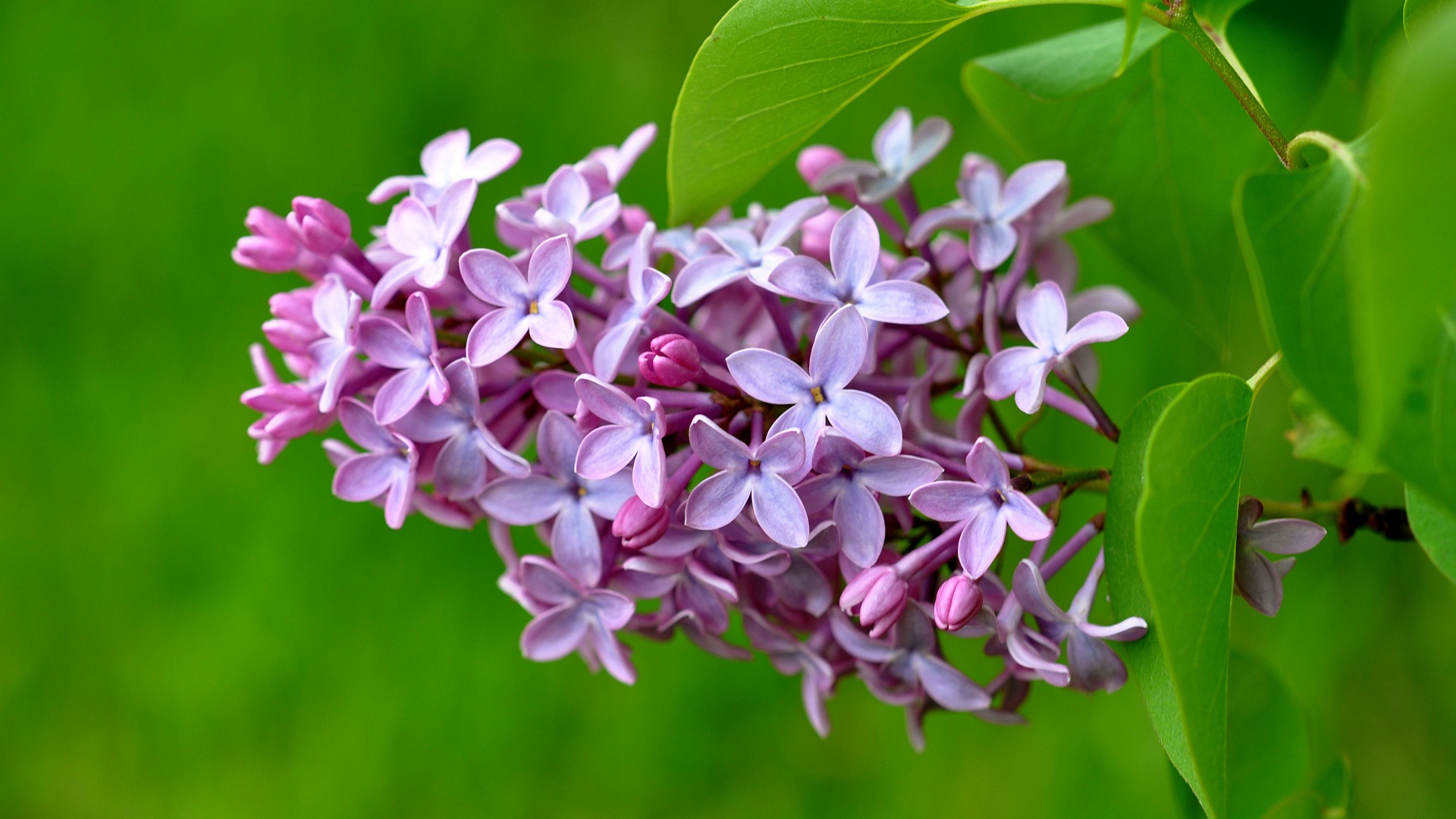 Lilac Flower