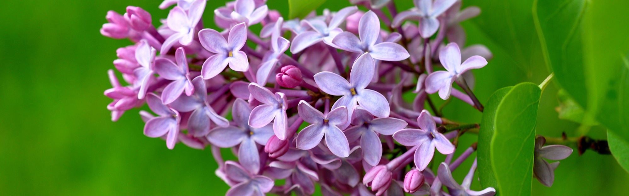 Lilac Flower