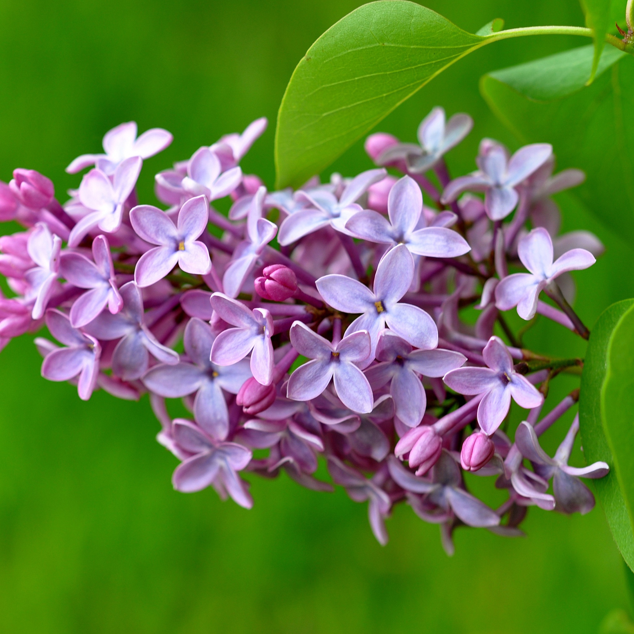 Lilac Flower