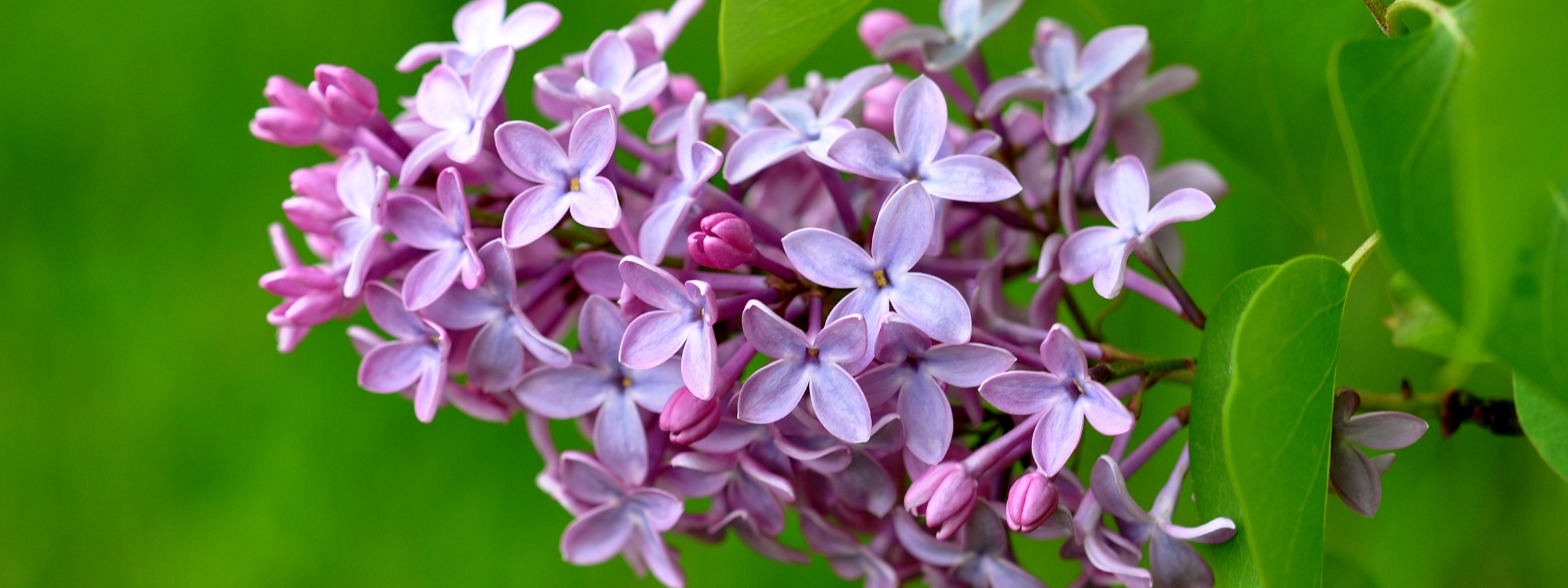 Lilac Flower