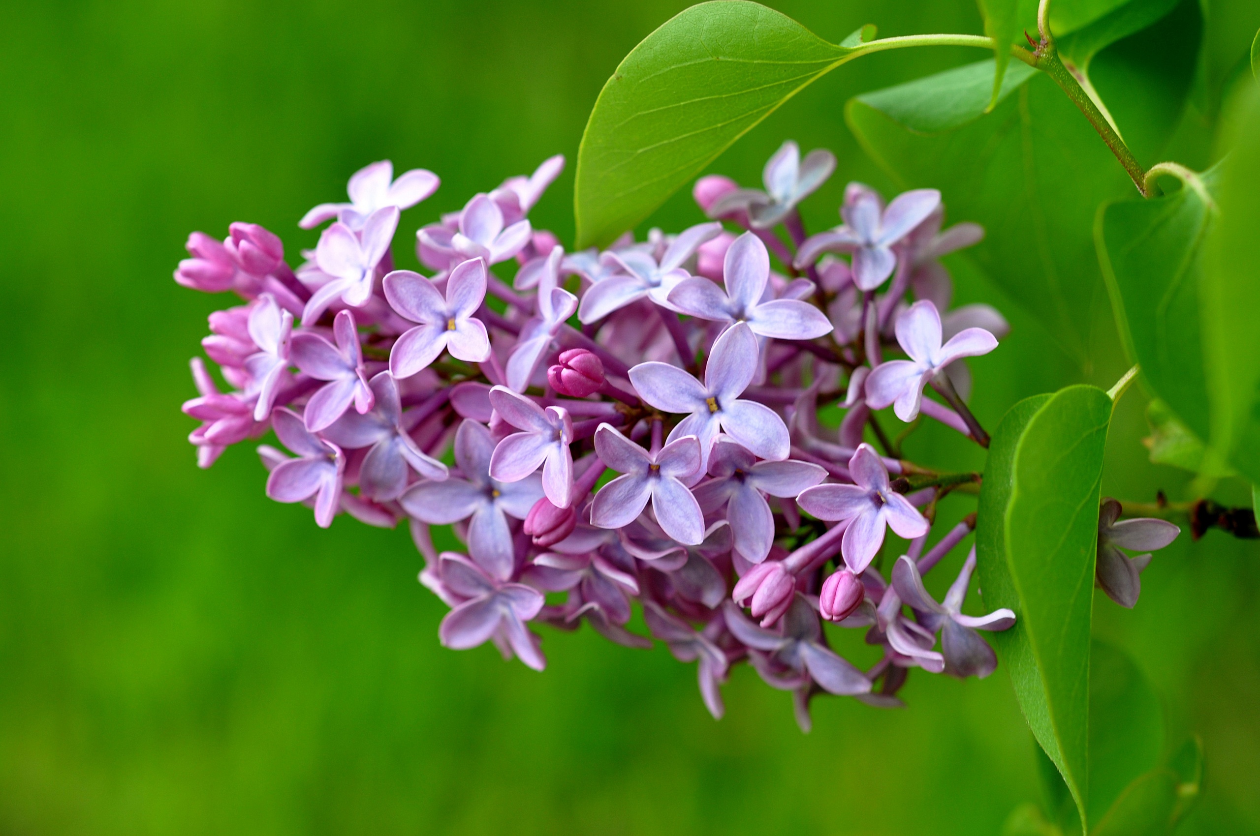 Lilac Flower