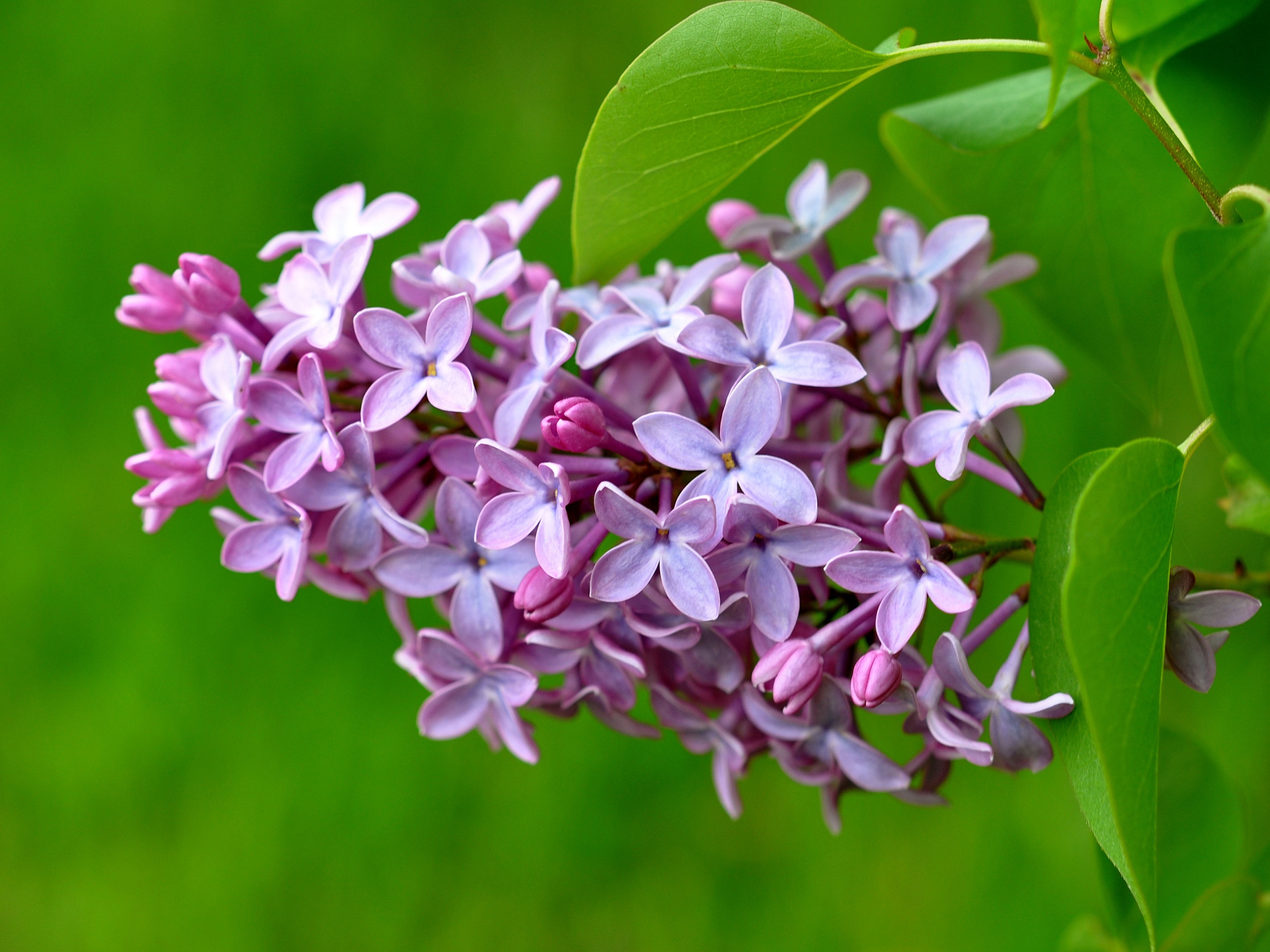 Lilac Flower