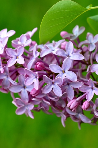 Lilac Flower