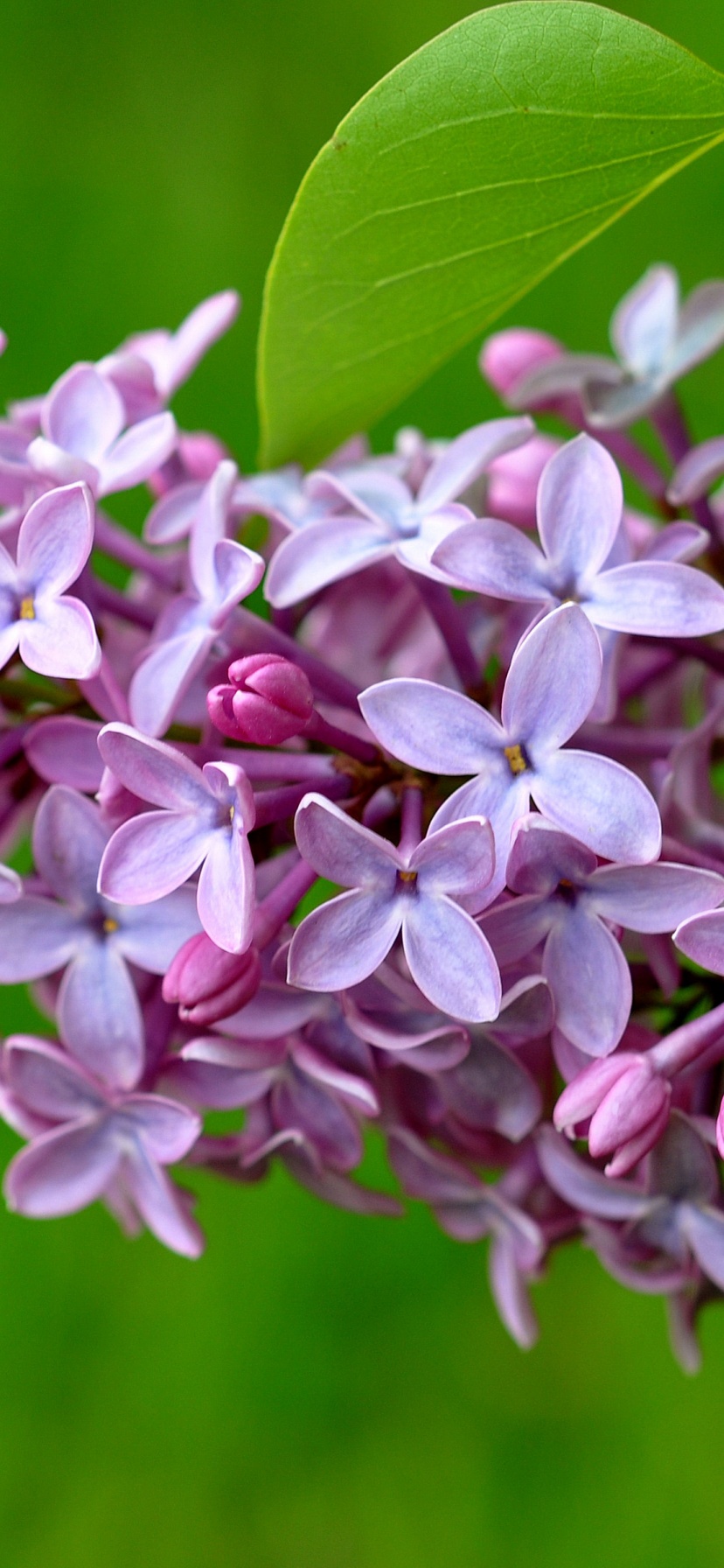 Lilac Flower