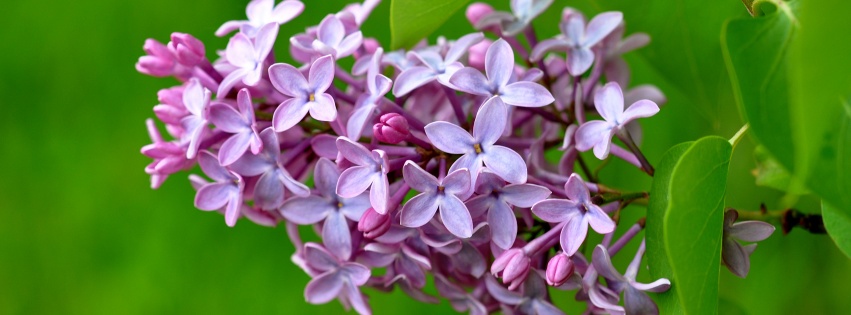 Lilac Flower