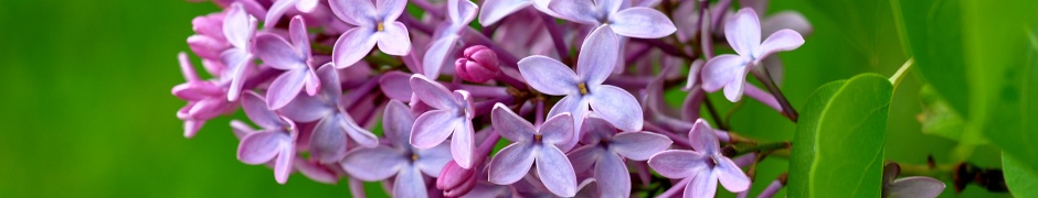 Lilac Flower