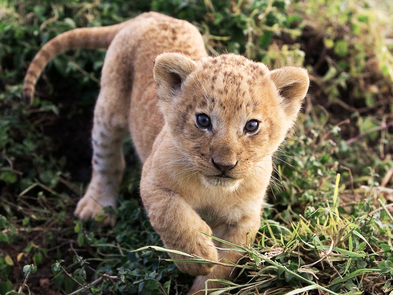 Lion Cub Lion Animal