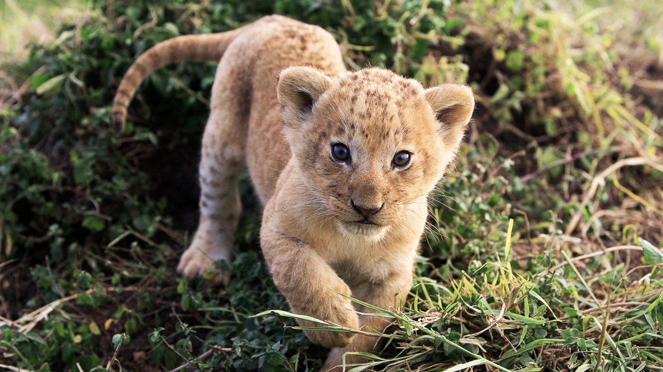 Lion Cub Lion Animal