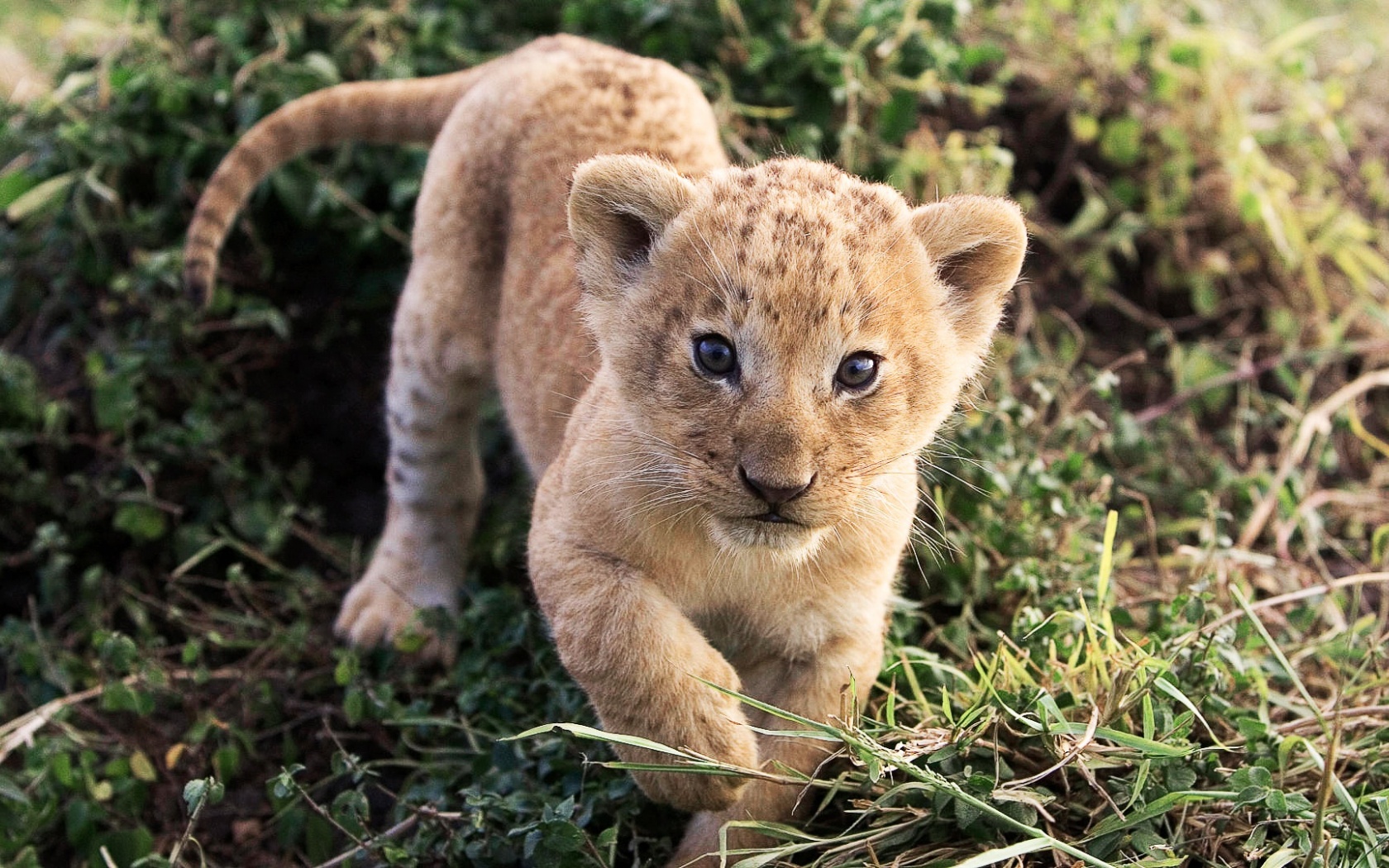 Lion Cub Lion Animal