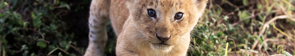 Lion Cub Lion Animal