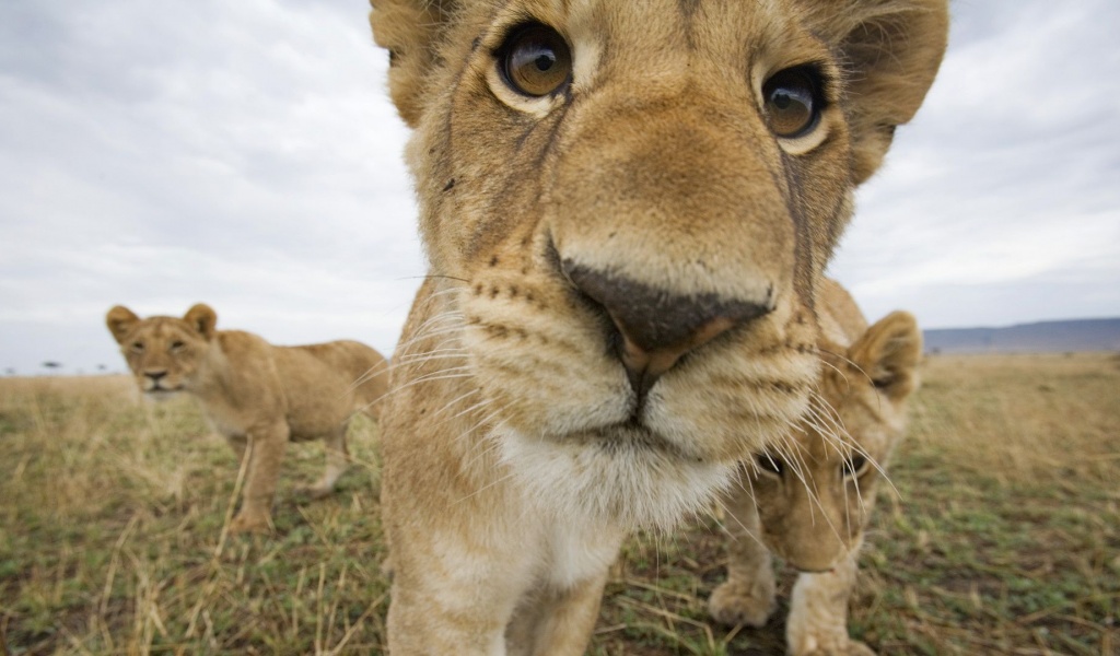 Lion Muzzle Cub