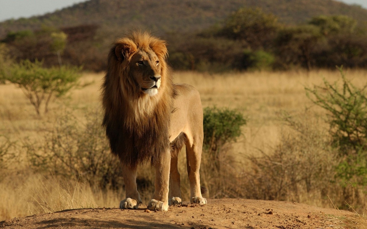 Lion Savannah Calmness Standing