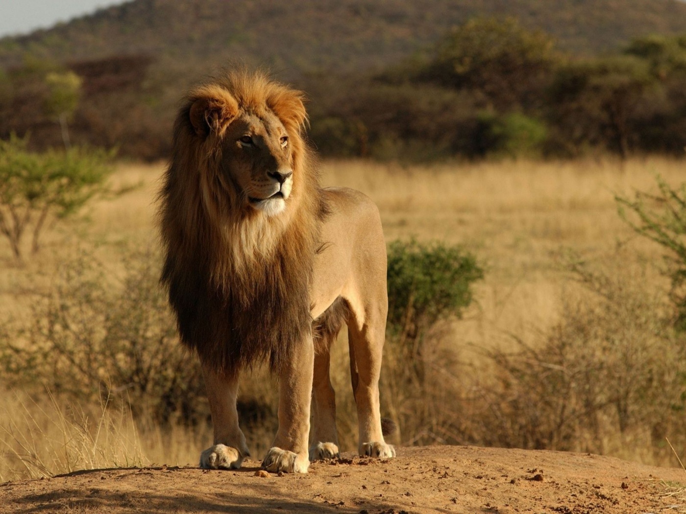 Lion Savannah Calmness Standing