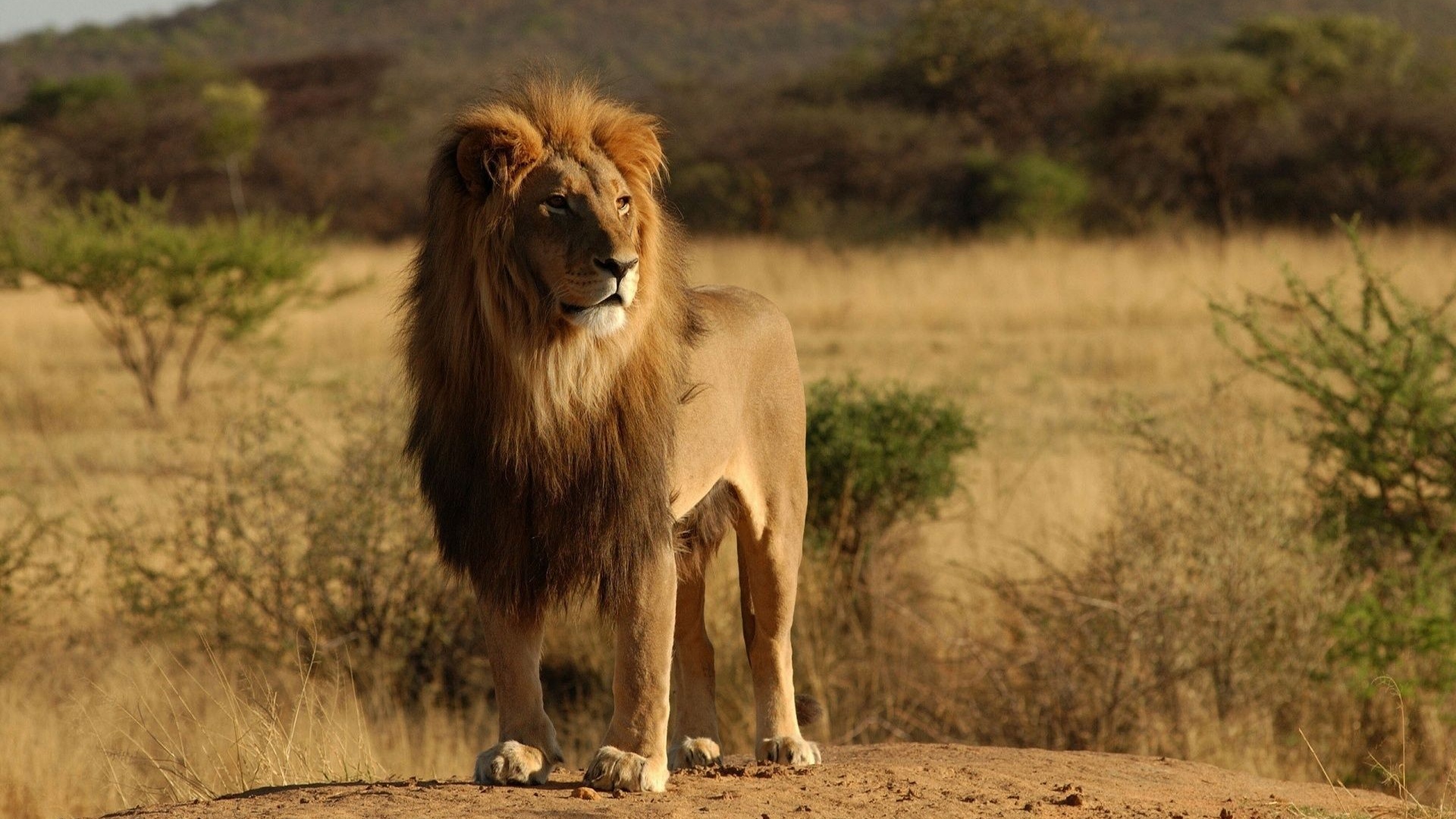 Lion Savannah Calmness Standing