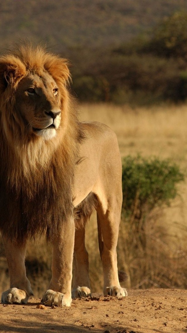 Lion Savannah Calmness Standing