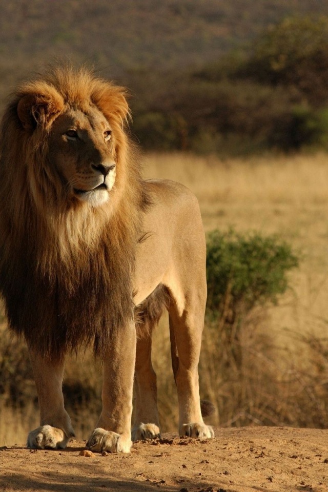 Lion Savannah Calmness Standing