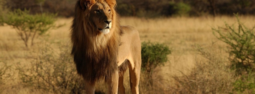 Lion Savannah Calmness Standing